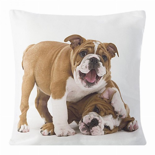 chp_animal_31_40x40[P1].jpg