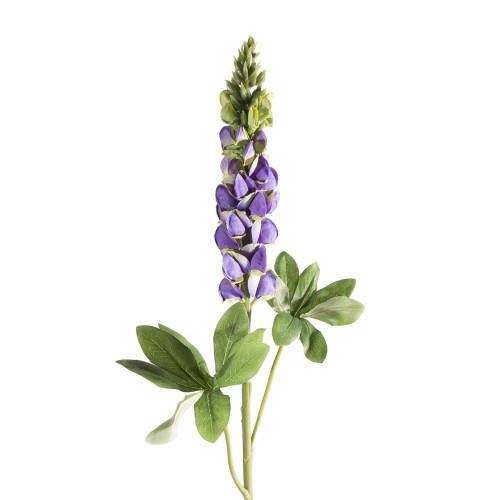 KWNATU99FIOL[0].jpg